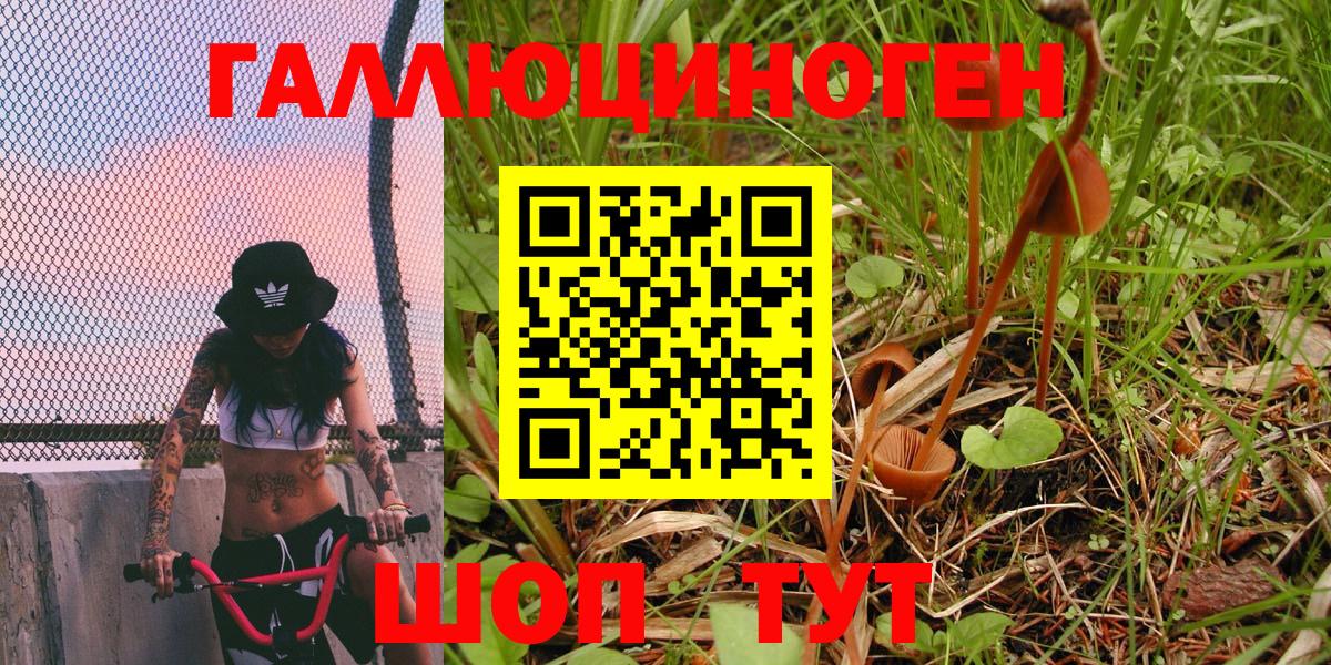 Знаменск  наркота  Вход с VPN  Псилоцибиновые грибы Psilocybine cubensis 